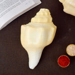 Debadutta Shankh (Conch Shell) for purity and divine blessings – India’s Largest Pooja Accessories Brand – www.satvikstore.in