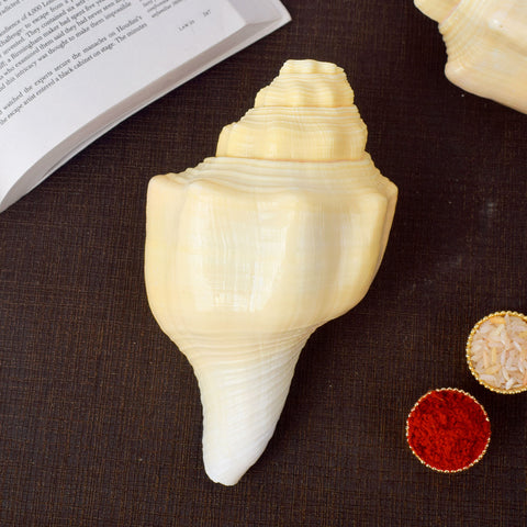 Debadutta Shankh (Conch Shell) for purity and divine blessings – India’s Largest Pooja Accessories Brand – www.satvikstore.in