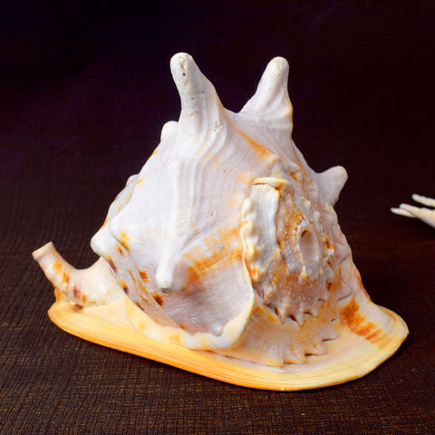 Gomukhi Shankha (Queen Helmet) sacred conch for peace and purity – India’s Largest Pooja Accessories Brand – www.satvikstore.in