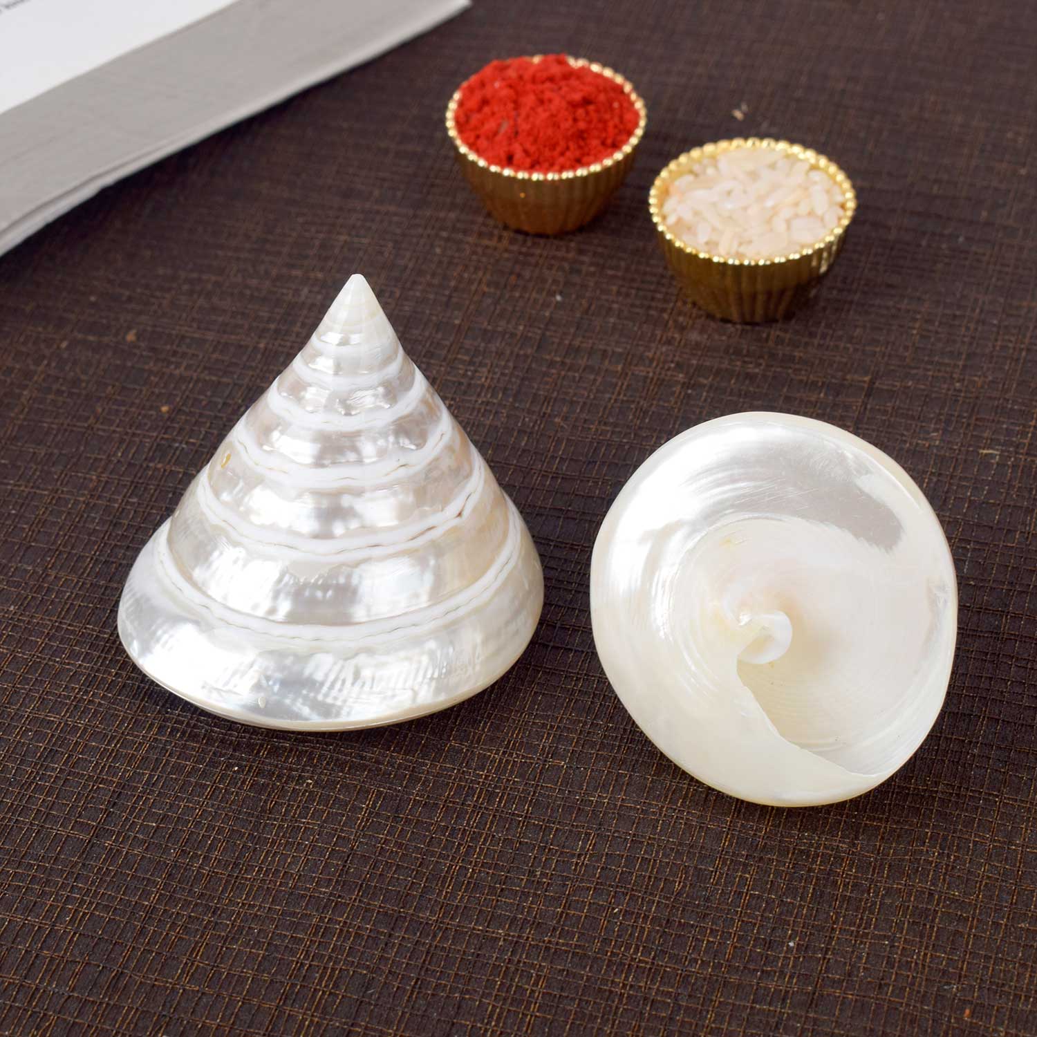 Original Conch Shell (Shankh) for wealth, Vastu, and spiritual blessings