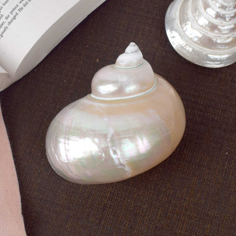 Moti Shipe Shankh (Turbo marmoratus) for peace and prosperity – India’s Largest Pooja Accessories Brand – www.satvikstore.in