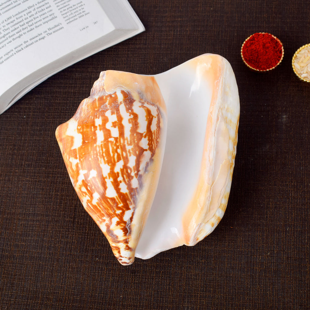 Tigger Shell Buy Online | Tiger Shell Shankh (Tricornis) | satvikstore.in