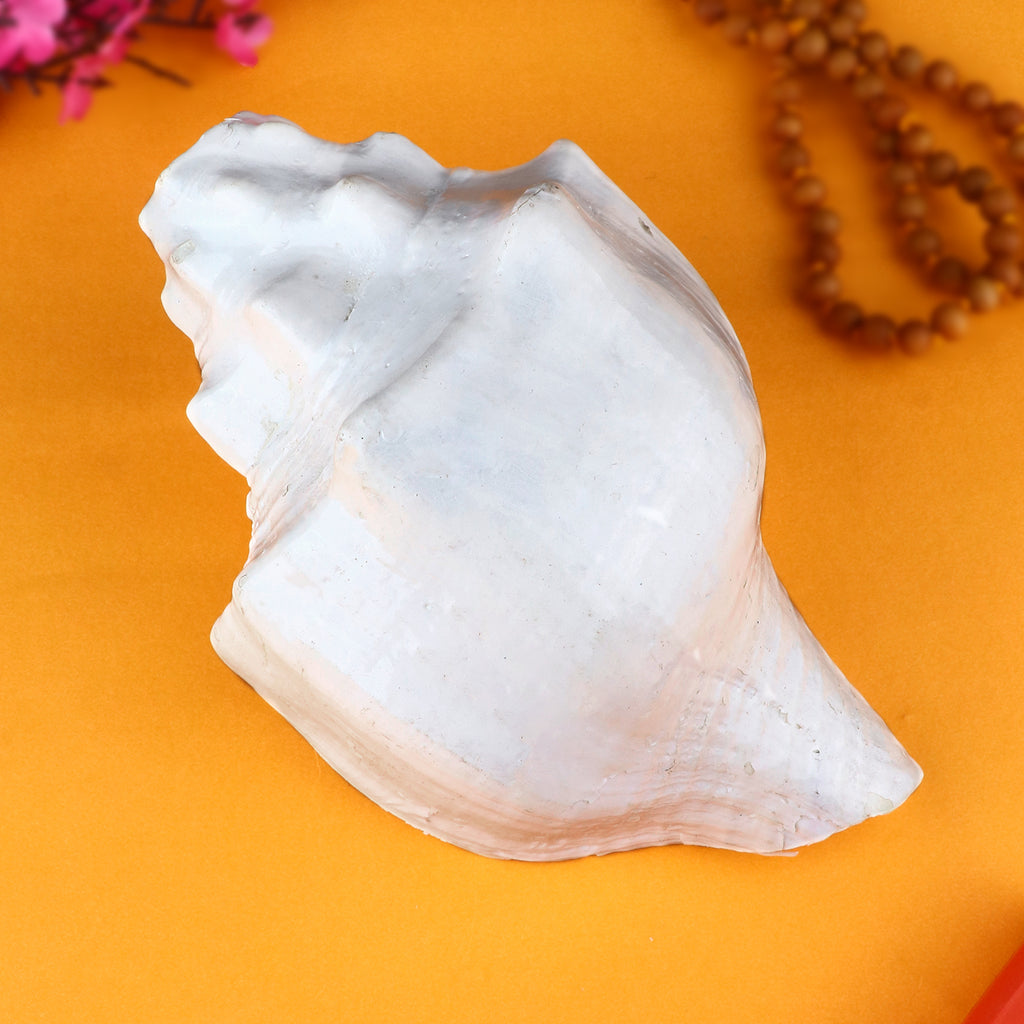 Original Vishnu Vahan Garuda Shankh, a sacred and rare conch shell symbolizing Lord Vishnu’s vehicle Garuda, ideal for pooja rituals and spiritual significance. 
India’s Largest Pooja Accessories Brand – www.satvikstore.in 
